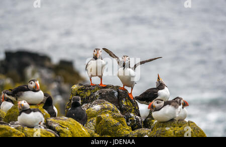 Gruppo di Atlantic i puffini, Fratercula arctica, puffin con il cicerello nel becco e ali distese, Isola di maggio, Firth of Forth, Scotland, Regno Unito Foto Stock