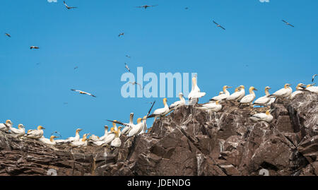 Primo piano di gannets, Morus faganus, nidificazione in cima alle scogliere e volare intorno a Bass Rock, Firth of Forth, Scozia, Regno Unito Foto Stock