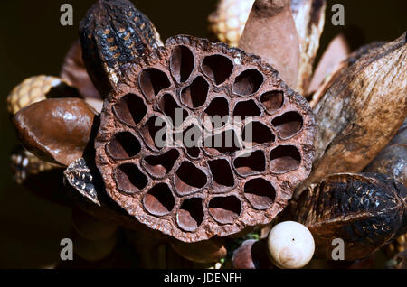 Fiore di loto seme pod, asciugarsi, nella luce del sole Foto Stock