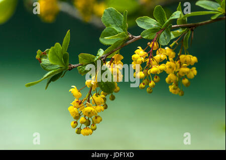 Fiori di un comune Crespino (berberis vulgaris), Baviera, Germania Foto Stock
