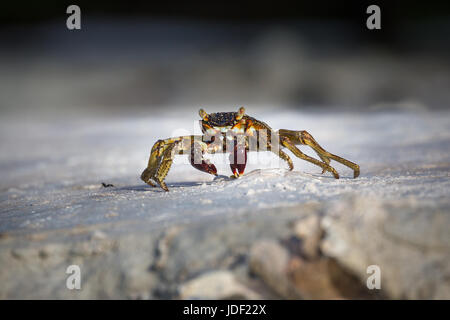 Shore crab (grapsus albolineatus) su roccia, Gangehi Island, atollo di Ari, Oceano Indiano, Maldive Foto Stock