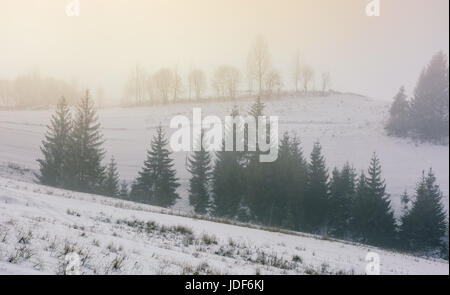 Foresta sul pendio nevoso a foggy inverno sunrise Foto Stock