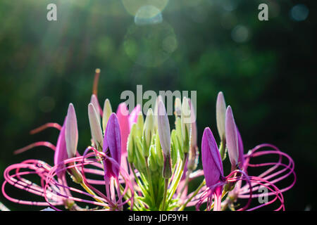 Stati Uniti; Heidelberg, MS; noi giardino nel sole di mezzogiorno con riflessi di rosa, viola e bianco petali di fiori con bokeh di fondo Foto Stock