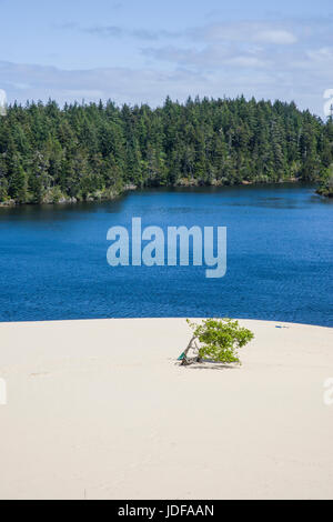 Le dune di sabbia sono l'attrazione principale di Jessie M Honeyman Memorial State Park. Firenze, Oregon Foto Stock