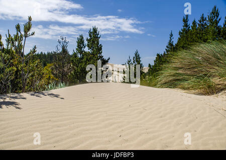 Le dune di sabbia sono l'attrazione principale di Jessie M Honeyman Memorial State Park. Firenze, Oregon Foto Stock