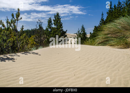 Le dune di sabbia sono l'attrazione principale di Jessie M Honeyman Memorial State Park. Firenze, Oregon Foto Stock