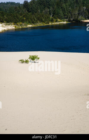 Le dune di sabbia sono l'attrazione principale di Jessie M Honeyman Memorial State Park. Firenze, Oregon Foto Stock