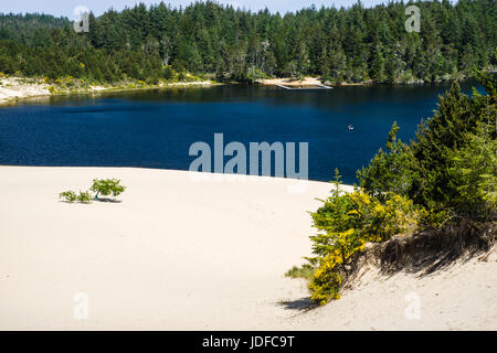 Le dune di sabbia sono l'attrazione principale di Jessie M Honeyman Memorial State Park. Firenze, Oregon Foto Stock