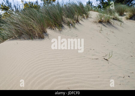 Le dune di sabbia sono l'attrazione principale di Jessie M Honeyman Memorial State Park. Firenze, Oregon Foto Stock