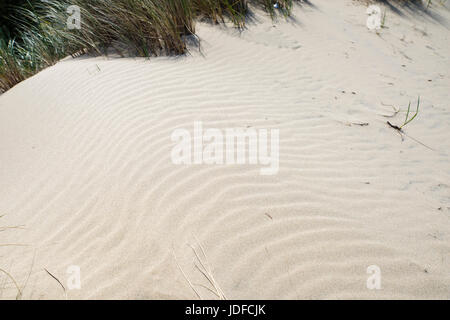 Le dune di sabbia sono l'attrazione principale di Jessie M Honeyman Memorial State Park. Firenze, Oregon Foto Stock