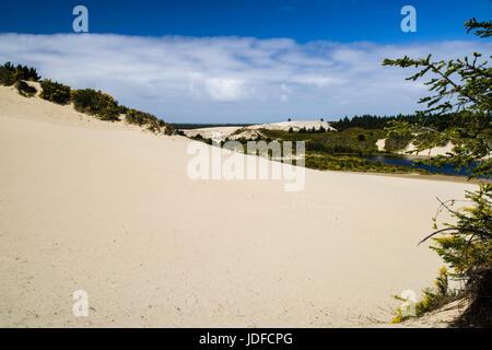 Le dune di sabbia sono l'attrazione principale di Jessie M Honeyman Memorial State Park. Firenze, Oregon Foto Stock