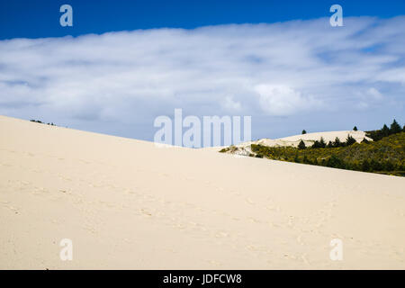 Le dune di sabbia sono l'attrazione principale di Jessie M Honeyman Memorial State Park. Firenze, Oregon Foto Stock