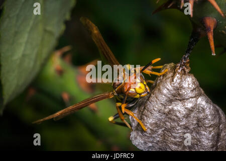 Pericoloso wasp costruendo un nuovo nido Foto Stock