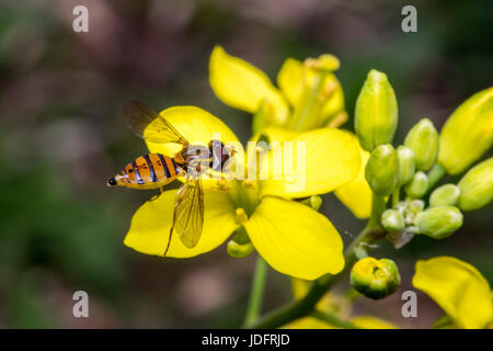 Tiny episyrphus balteatus insetto su un giallo fiore di primula Foto Stock