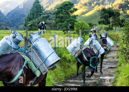 Il Salento, Colombia - 5 giugno: un uomo non identificato conduce i cavalli riempita con latte di mucca giù per un sentiero roccioso nei pressi di Salento, Colombia il 5 giugno 2016. Foto Stock