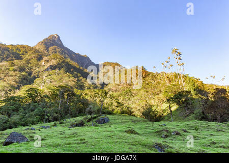 La mattina presto luce colpisce il pascolo fuori Los Nevados National Park nei pressi di Salento, Colombia. Foto Stock