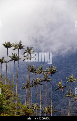 Palme da cera contro nuvole vicino alla valle Cocora nel Salento, Colombia. Foto Stock