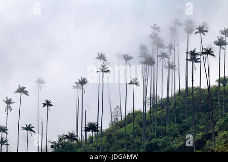 Nuvole laminazione attraverso un ridgetop rabboccato con palme da cera sopra la valle Cocora nel Salento, Colombia. Foto Stock