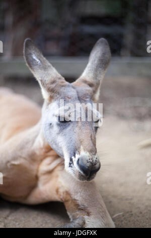 Ritratto di un canguro rosso sul terreno Foto Stock