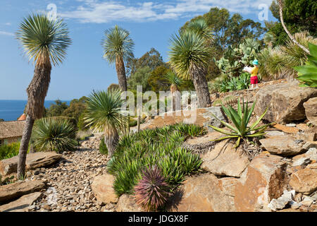 Francia, Var (83), Le Rayol-Canadel-sur-Mer, Domaine du Rayol : Le jardin d'Amérique aride (utilizzo presse et édition livre uniquement avec menzionare Foto Stock