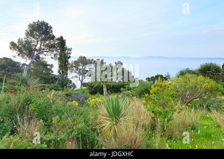 Francia, Var (83), Le Rayol-Canadel-sur-Mer, Domaine du Rayol : Le jardin des Canaries et vue sur les Îles d'Hyères (utilizzo presse et édition livre Foto Stock