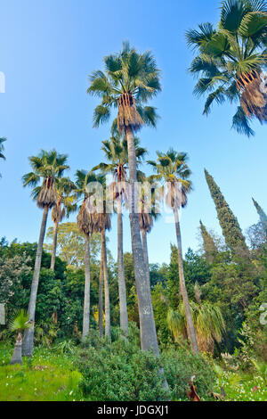 Francia, Var (83), Le Rayol-Canadel-sur-Mer, Domaine du Rayol :, dans le jardin d'Amérique subtropicale, bosquet de palmiers washingtonia (Washingtonia r Foto Stock