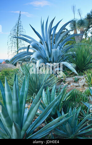 Francia, Var (83), Le Rayol-Canadel-sur-Mer, Domaine du Rayol : Le jardin d'Amérique aride, agavi (agave) (l'utilizzazione presse et édition livre uniqueme Foto Stock