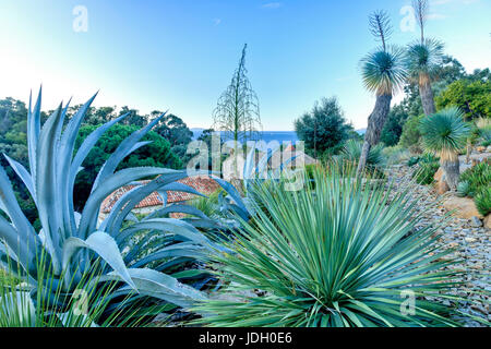 Francia, Var (83), Le Rayol-Canadel-sur-Mer, Domaine du Rayol : Le jardin d'Amérique aride, agavi (agave) (l'utilizzazione presse et édition livre uniqueme Foto Stock