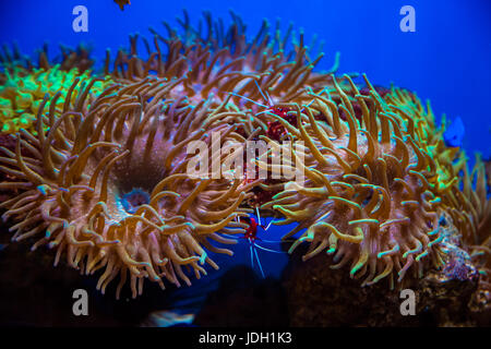 Bellissimi coralli vivi sul fondale. ottimo sfondo del mondo sottomarino Foto Stock