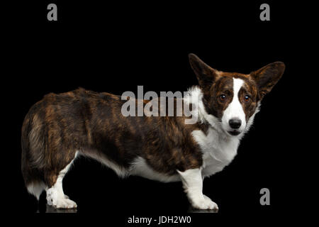 Welsh corgi cardigan cane isolato su sfondo nero Foto Stock