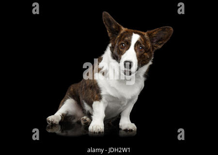 Welsh corgi cardigan cane isolato su sfondo nero Foto Stock