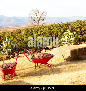 In Lesotho africa la carriola in prossimità di impianti e cactus come concetto Natura Foto Stock