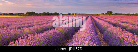 Alba sopra i campi in fiore di lavanda sull'altopiano di Valensole in Provenza nel sud della Francia. Foto Stock