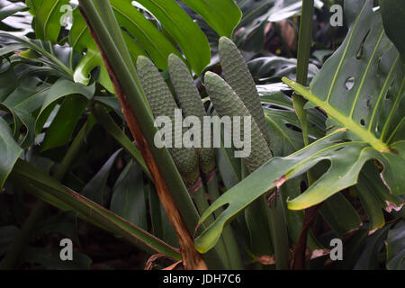 Monstera deliciosa foglie. Robusto esotico verde grande pianta della foresta pluviale con frutti Foto Stock