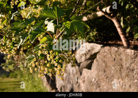 Primo piano di una fioritura di busch ribes nero (Ribes nigrum) e un stonewall in background, immagine dal nord della Svezia. Foto Stock