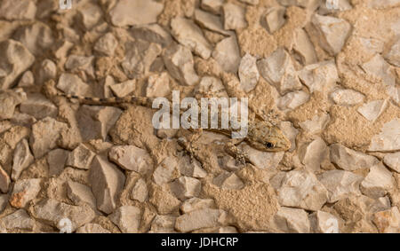 Mimetizzati Lizard su sfondo di pietra Foto Stock