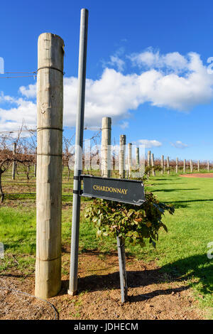 Righe di vitigni chardonnay in inverno al vignaiolo vigna nero, nero Brewing Co. Grotte Rd, Wilyabrup, Margaret River, Australia occidentale Foto Stock