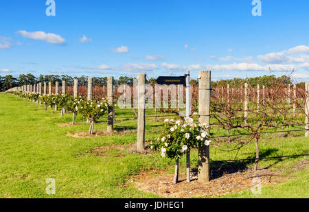 Righe di vitigni chardonnay in inverno al vignaiolo vigna nero, nero Brewing Co. Grotte Rd, Wilyabrup, Margaret River, Australia occidentale Foto Stock