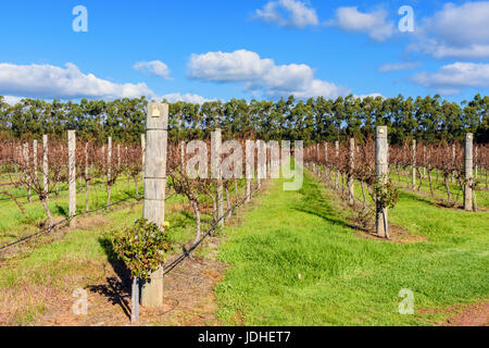 Righe di vitigni chardonnay in inverno al vignaiolo vigna nero, nero Brewing Co. Grotte Rd, Wilyabrup, Margaret River, Australia occidentale Foto Stock