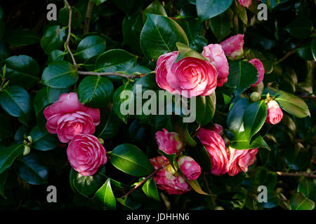 Camelia in fiore (Suzanne's orto, Le Pas, Mayenne, Pays de la Loire, Francia). Foto Stock