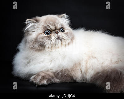 Close up da tabby point gatto persiano recante isolati su sfondo nero cercando Foto Stock