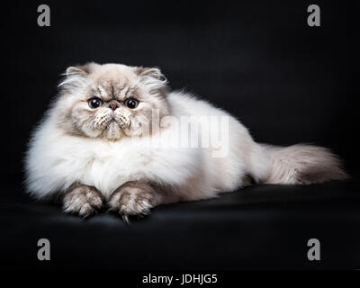 Tabby point gatto persiano recante isolati su sfondo nero Foto Stock