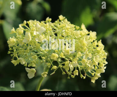 I fiori emergenti di Hydrangea arborescens " Annabelle', una delicata sfumatura di verde prima di aprire al bianco. Foto Stock