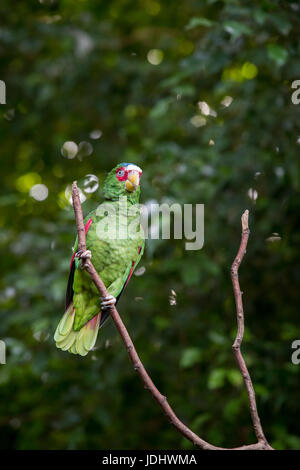 Bianco-fronteggiata Amazon Parrot seduta nel ramo, Messico Foto Stock
