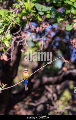 Bianco-fronteggiata Gruccione (Merops bullockoides) seduto su un ramo, Sud Africa Foto Stock