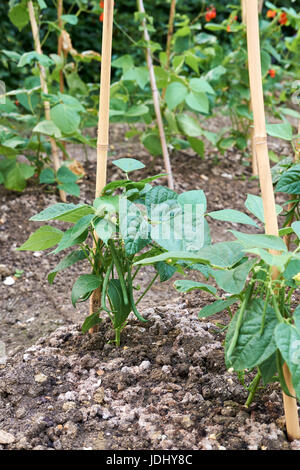 Nana piante di fagiolo "Ferrari" crescente in compost-ricco terreno in un orto, UK. Foto Stock