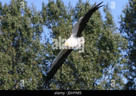 Avvoltoio egiziano o africani scavenger di bianco di Capovaccaio (Neophron percnopterus) in volo. Foto Stock