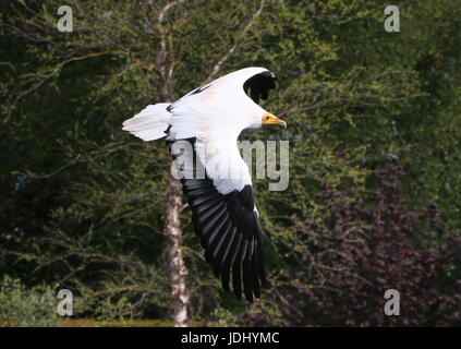 Avvoltoio egiziano o africani scavenger di bianco di Capovaccaio (Neophron percnopterus) in volo. Foto Stock