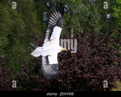 Avvoltoio egiziano o africani scavenger di bianco di Capovaccaio (Neophron percnopterus) in volo. Foto Stock