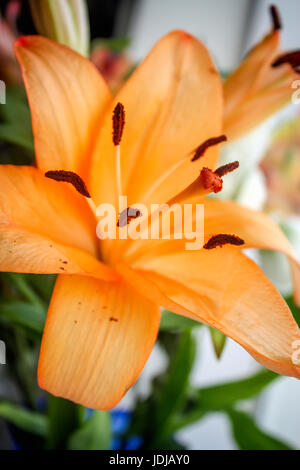 Giglio arancione Foto Stock
